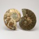 Ammonite Pair ~ 15cm diameter