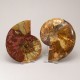 Ammonite Pair ~ 13cm diameter