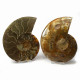 Ammonite Pair ~ 15cm diameter