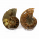 Ammonite Pair ~ 17cm diameter