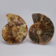 Ammonite Pair ~ 16cm diameter
