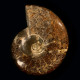 Ammonite, whole ~ 25cm tall