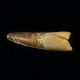 Spinosaur tooth ~ 8cm long