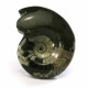 Goniatite, polished ~ 9cm tall