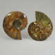 Ammonite Pair ~ 10cm diameter