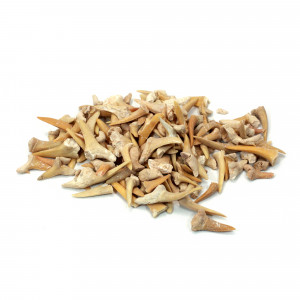 Shark Teeth,  Mini, 'B' Grade, 200g Bag